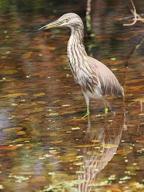 Reiher