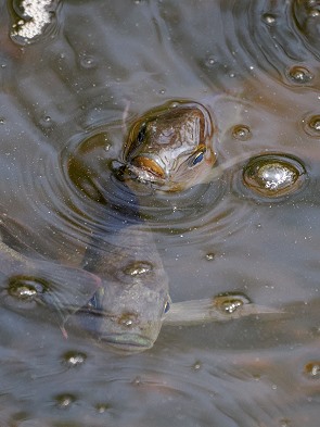 Fische