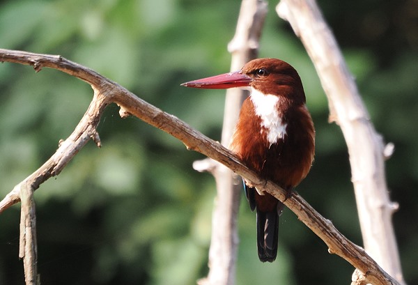 Kingfisher