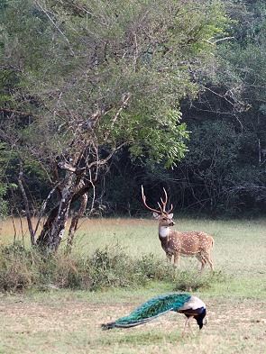 Hirsch und Pfau
