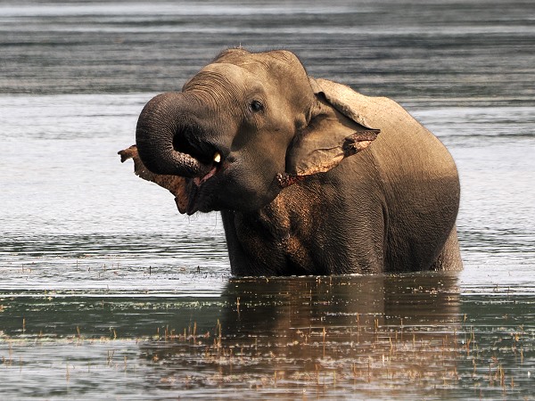 Elefant