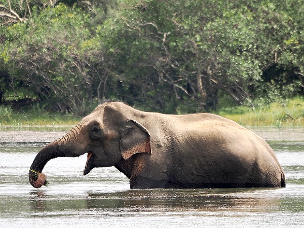 Elefant