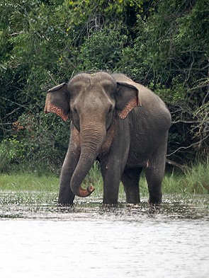 Elefant