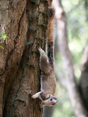 Riesenhörnchen