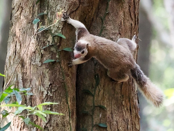 Riesenhörnchen